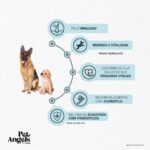 COMIDA PARA PERROS CON MORINGA